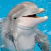 skolko-let-zhivut-delfiny